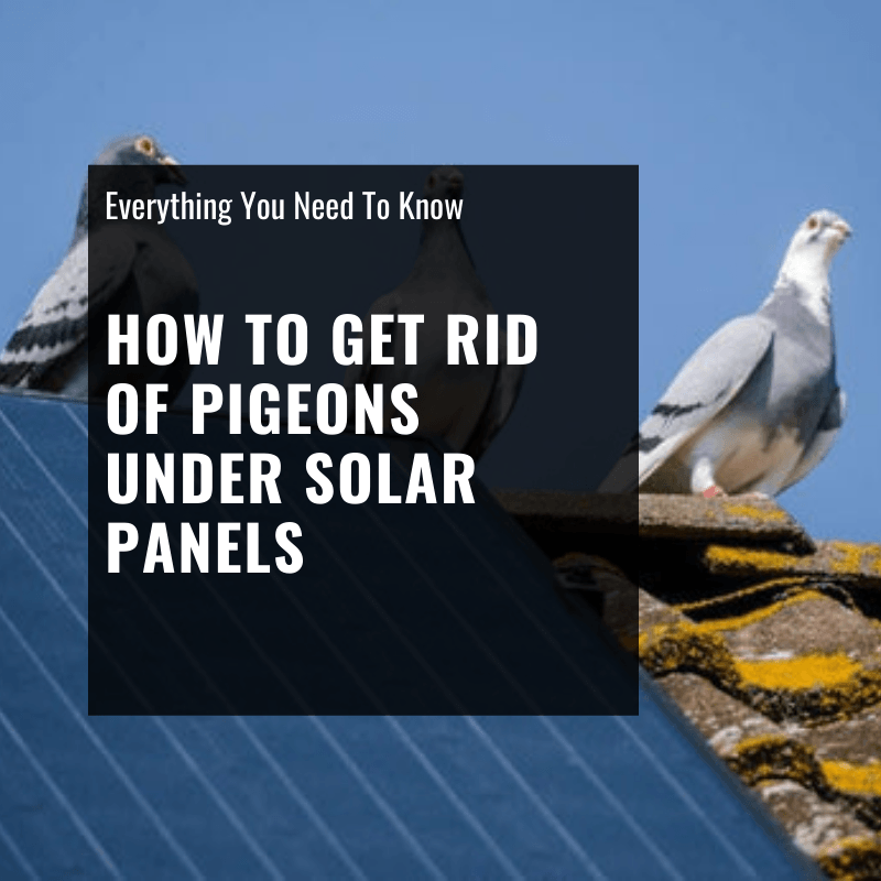 How to Get Rid of Pigeons Under Solar Panels