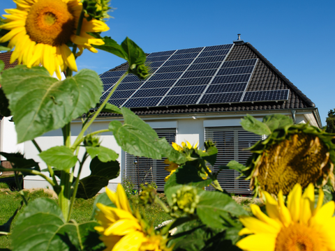 solar panels set up on house with sunflowers in forefront