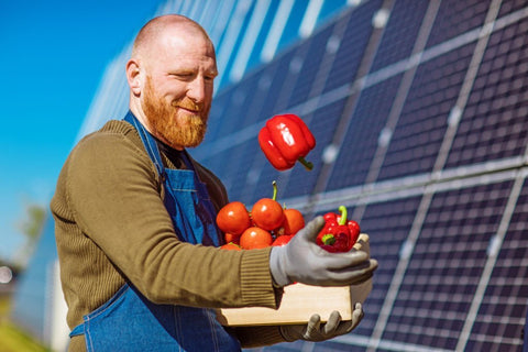 solar panels in greenhouses